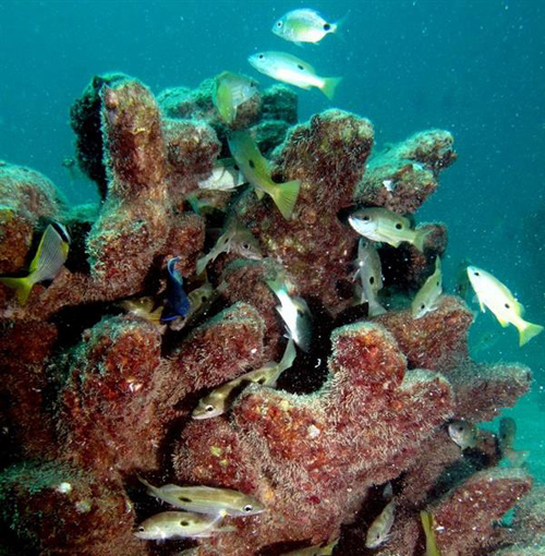 澳洲建筑师要用世界最大3D打印机拯救珊瑚礁