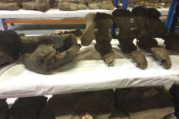 澳洲昆士兰计划3D打印巨型雷龙吸引观光客