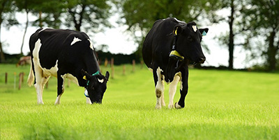 穿戴科技降临牧场：3D打印的奶牛智能项圈