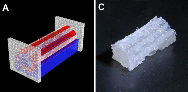 荷兰开办组织工厂发展3D生物打印技术