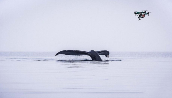 研究人员借3D打印无人机研究制定鲸鱼保护策略