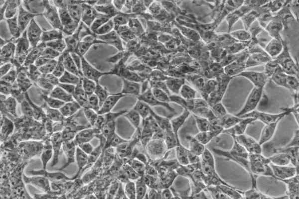 用3D打印件和智能手机DIY一个活细胞成像设备