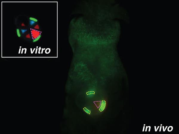 3D打印植入物biobots可以在体内分配药物剂量
