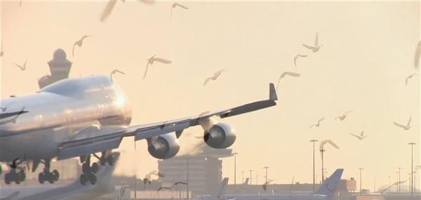 机场鸟类驱逐器3D打印“Robirds”将进军美国市场