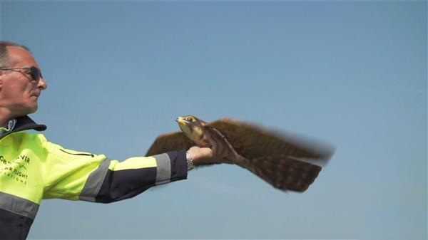 机场鸟类驱逐器3D打印“Robirds”将进军美国市场