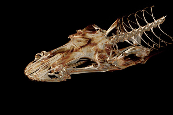 华盛顿大学教授要3D扫描地球上所有现存鱼类