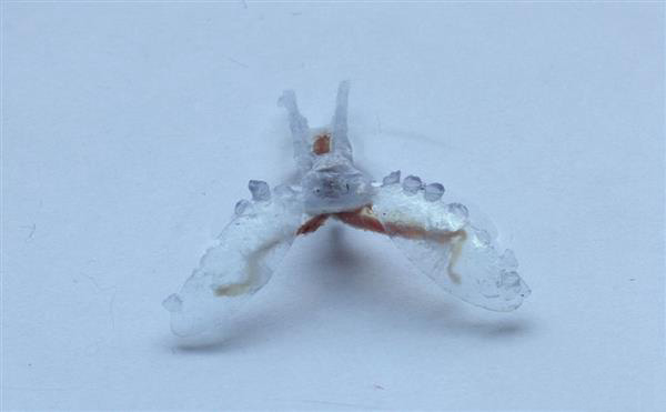 科学家用蛞蝓肌肉和3D打印制造出生物混合机器人