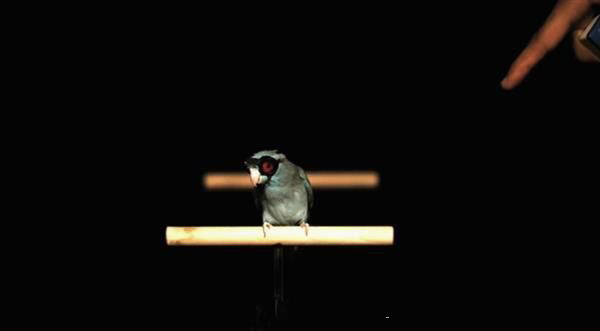 戴着3D打印护目镜的鹦鹉你见过吗？