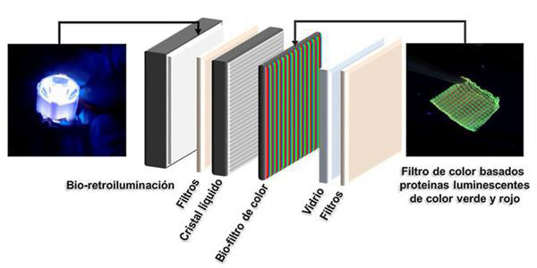 含发光蛋白的3D打印生物显示器可替代现有液晶屏