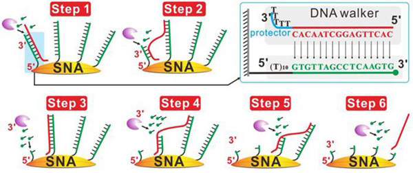 上海应物所等在DNA分子机器领域取得进展