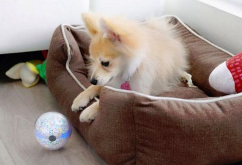 家中宠物好伙伴——机器人Pebby