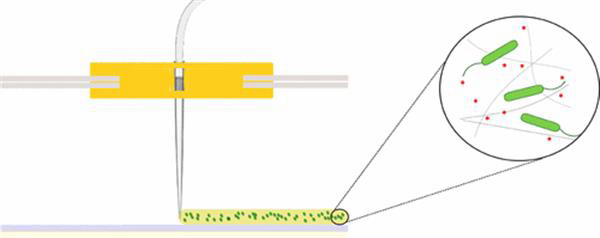 荷兰大学研究员用3D打印细菌制作类石墨烯材料