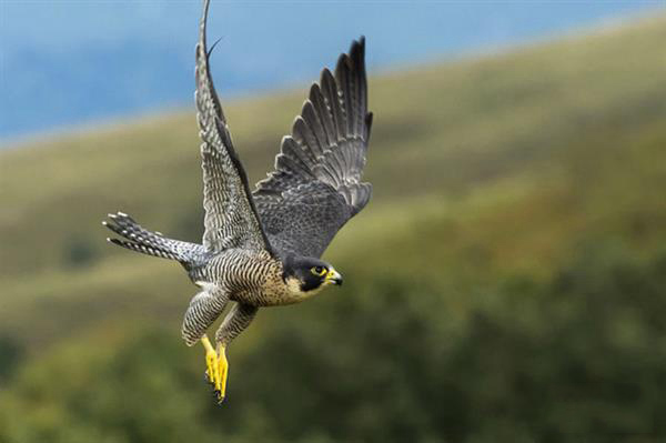 BAE系统用受游隼启发的3D打印羽毛改进飞机机械性能