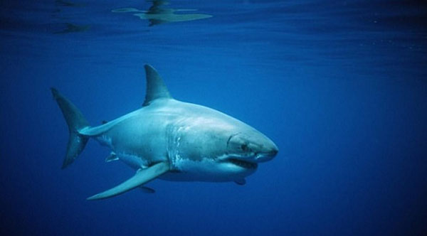 无人机新用途：巡逻海滩 揪出游弋的危险大白鲨