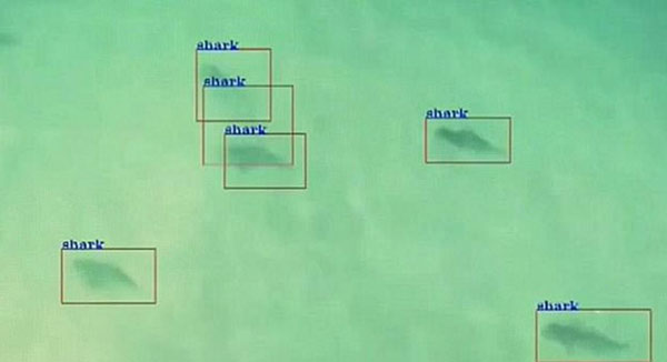 无人机新用途：巡逻海滩 揪出游弋的危险大白鲨